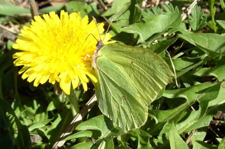 citron sur fleur de pissenlit : fiche technique